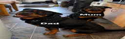 Rottweiler dogs for sale: Rottweiler Puppies  - Advert 4