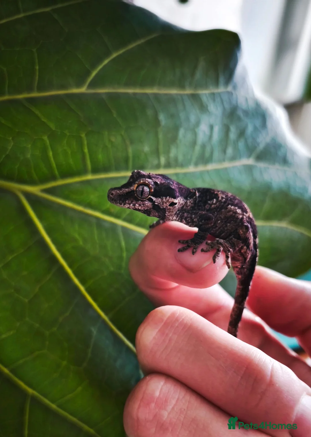Gecko reptiles for sale: Baby reticulated gargoyle gecko - Advert 2