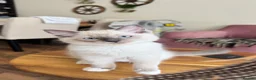 Ragdoll cats for sale: Ragdoll kittens for sale  - Advert 6