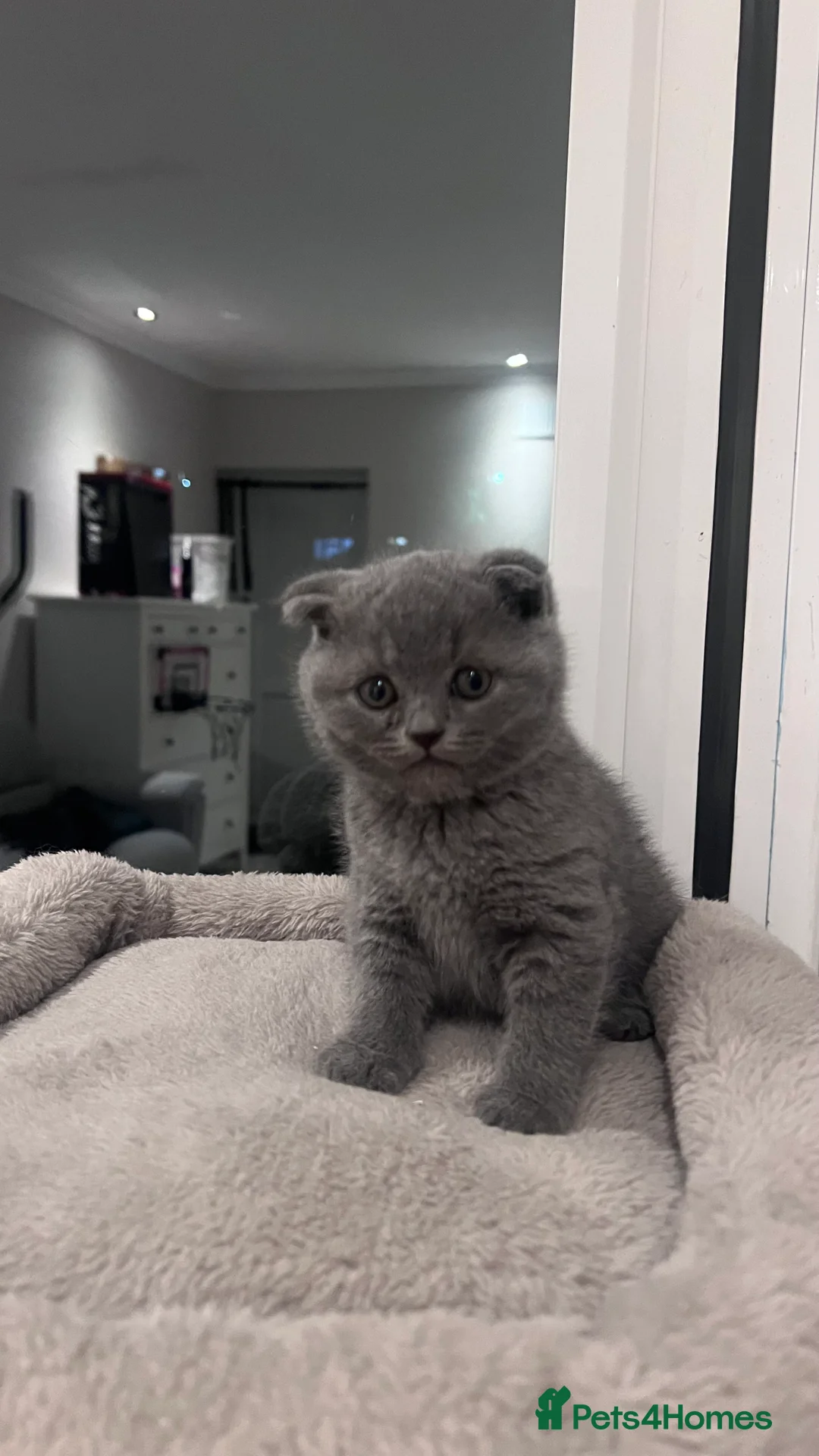 Scottish Fold cats for sale: BSH X Scottish fold - Advert 2