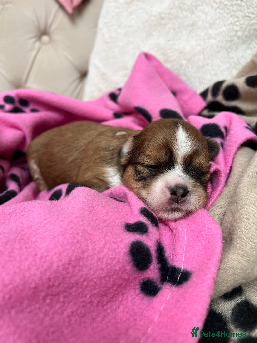 Lhasa Apso dogs for sale: Beautiful Lhasa apso puppies 🐶  - Image 4