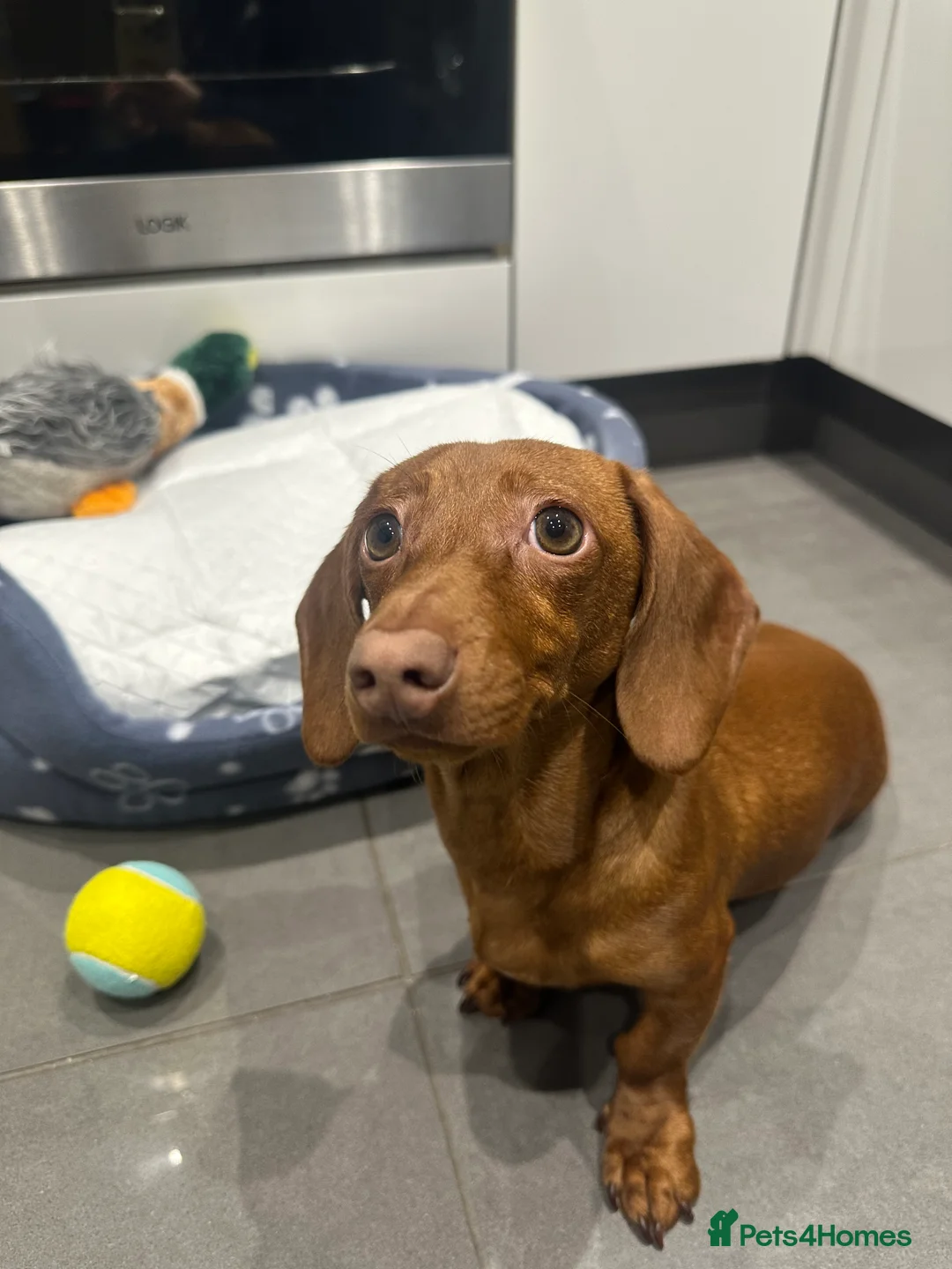 Miniature Dachshund dogs for sale: Six month old miniature Dachshund  - Advert 2