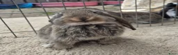 French Lop rabbits for sale: 10 beautiful show quality french lop kits  - Advert 1