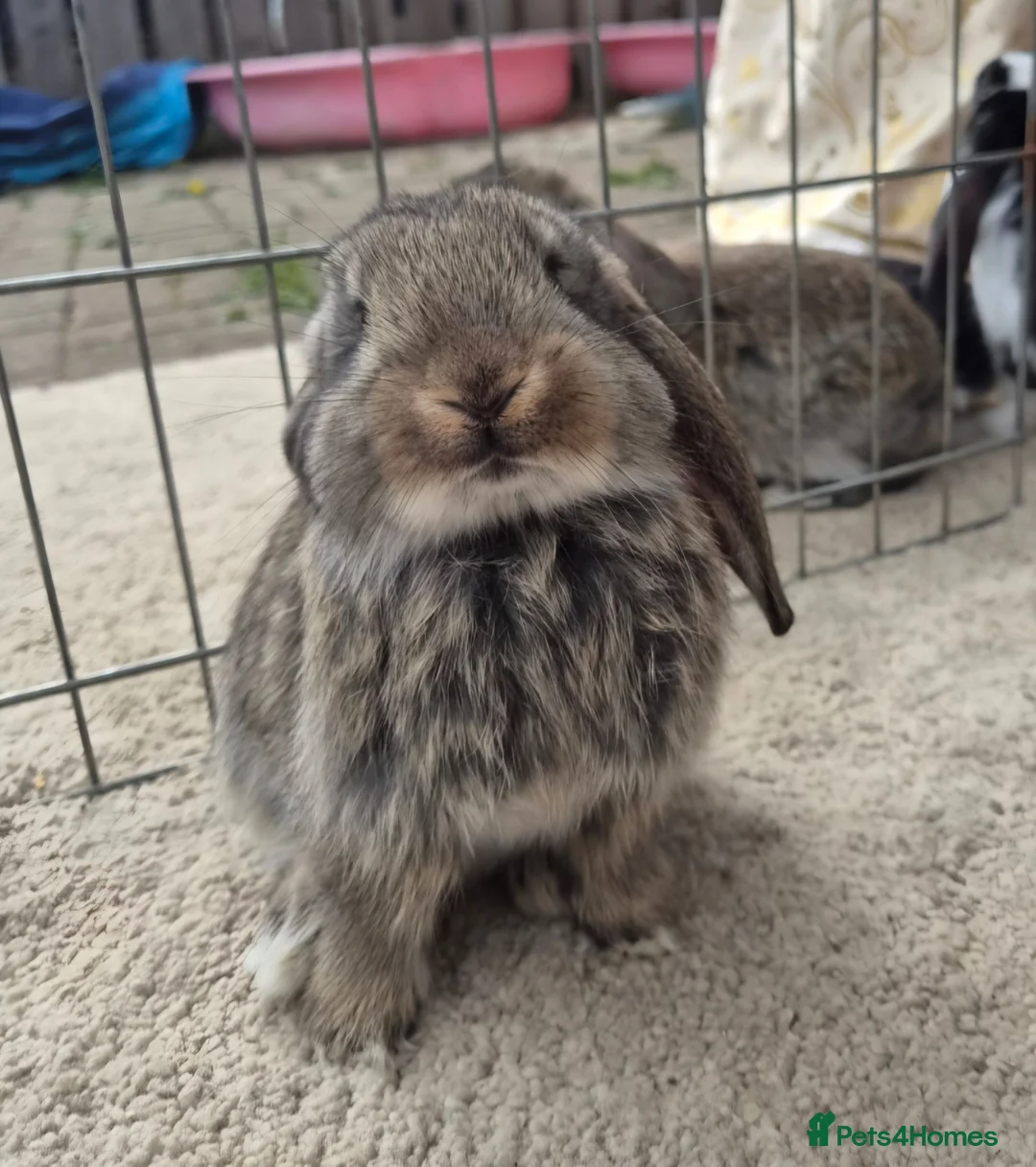 French Lop rabbits for sale: 10 beautiful show quality french lop kits  - Advert 1