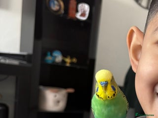 Budgerigars birds Talking budgie for sale - Advert 1