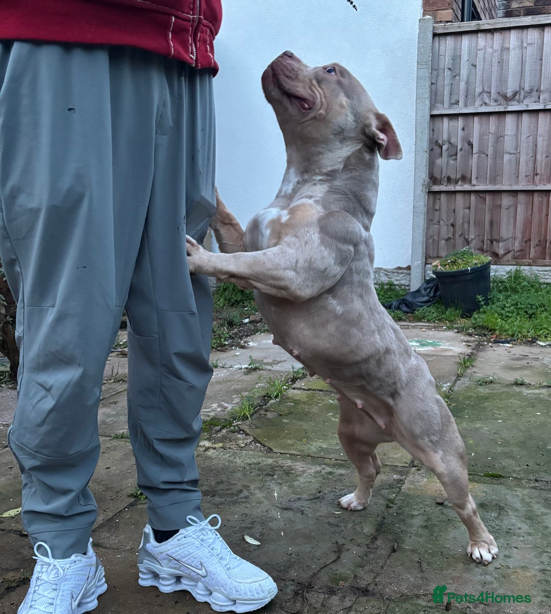 American Bully dogs for sale: pocket bully (on heat) - Advert 2