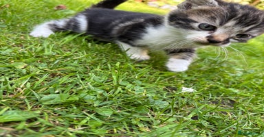 Mixed Breed cats - Advert 6
