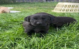 Labrador Retriever dogs for sale: Exceptional Quality KC Reg Labrador Puppies  - Image 18