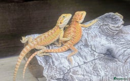 Bearded Dragon reptiles for sale: Baby Bearded Dragons ready now.  - Image 21