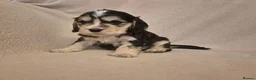 Cocker Spaniel dogs for sale: Stunning Health Tested Cocker Spaniels  - Advert 13