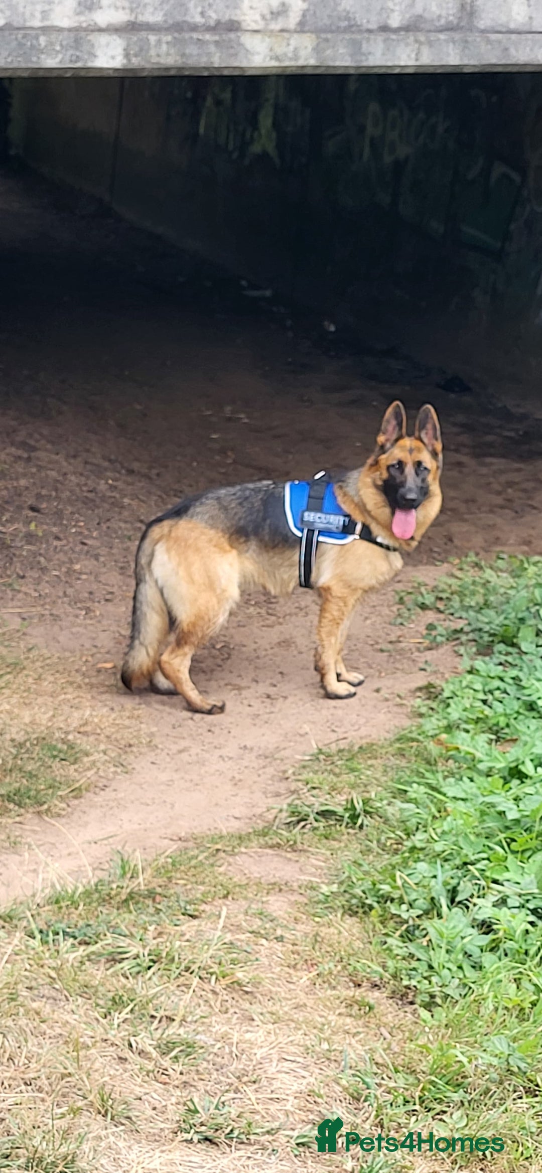 German Shepherd dogs for sale: Friendly Female German Shepherd –Strong Bloodlines - Advert 8