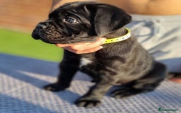 Cane Corso dogs for sale: Champion-Bloodline Cane Corso Puppies  - Image 7