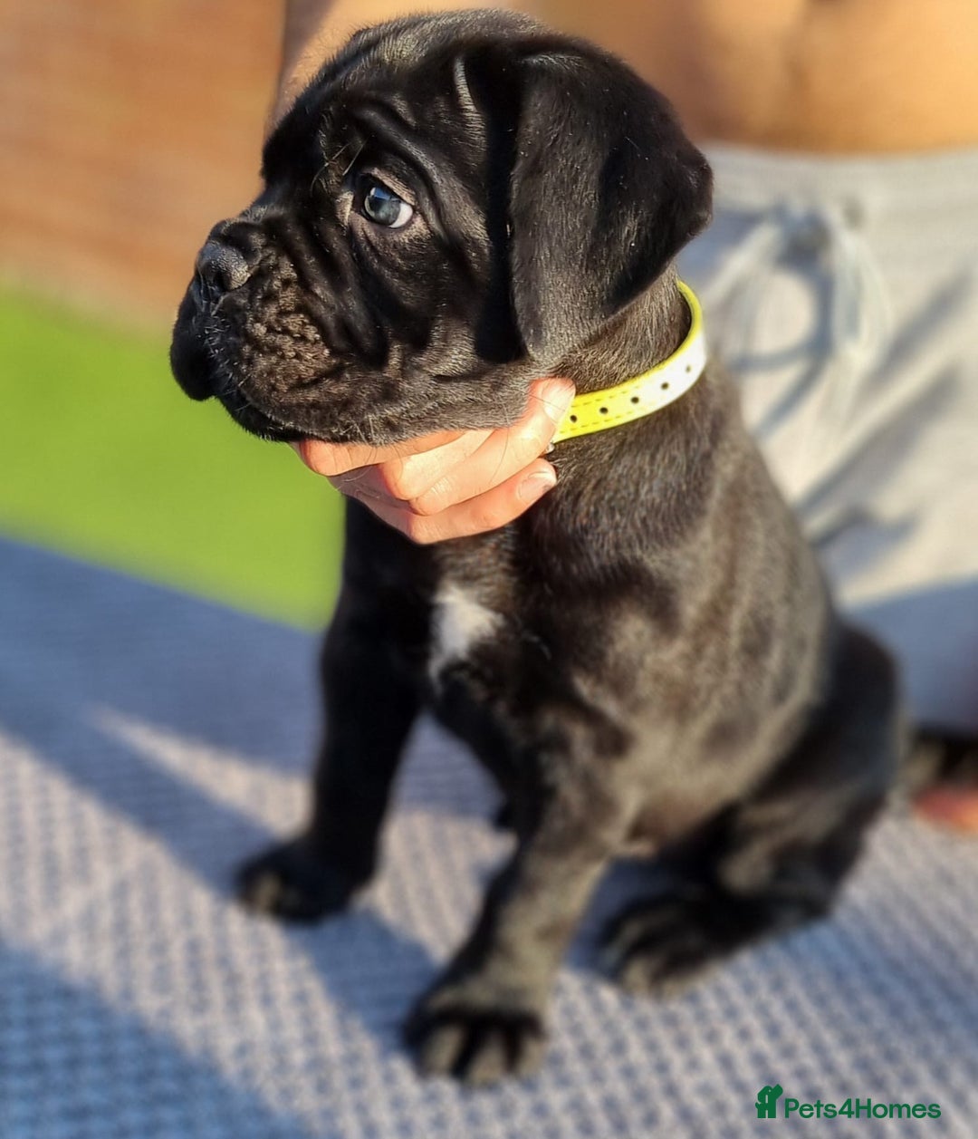 Cane Corso dogs for sale: Champion-Bloodline Cane Corso Puppies  - Image 7