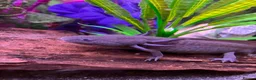 Axolotl reptiles for sale: Male axolotl 18months old in Stockbridge - Advert 6