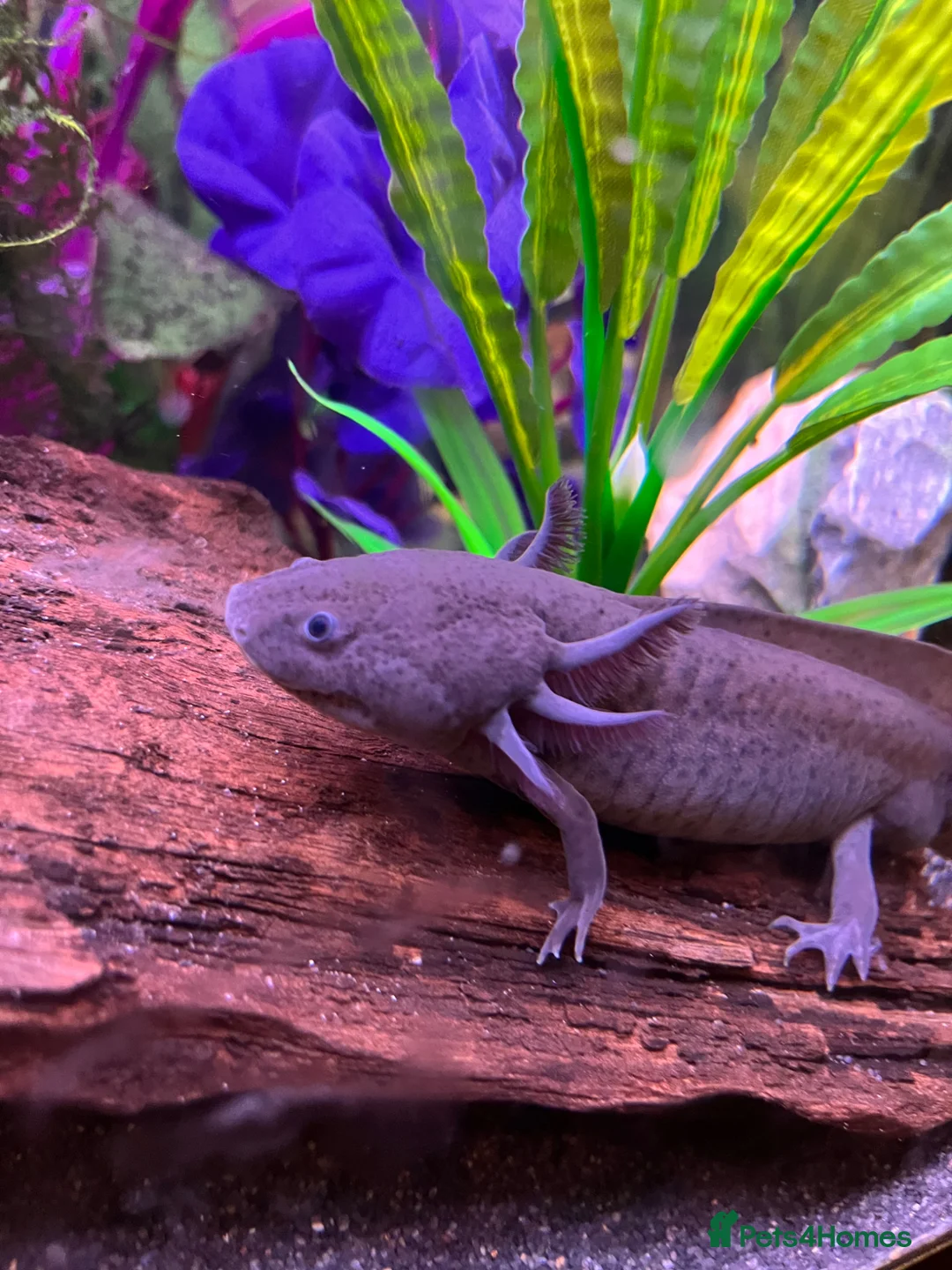 Axolotl reptiles for sale: Male axolotl 18months old in Stockbridge - Advert 6