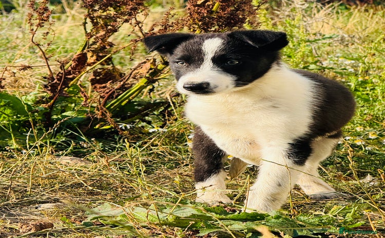 Border Collie dogs - Advert 1