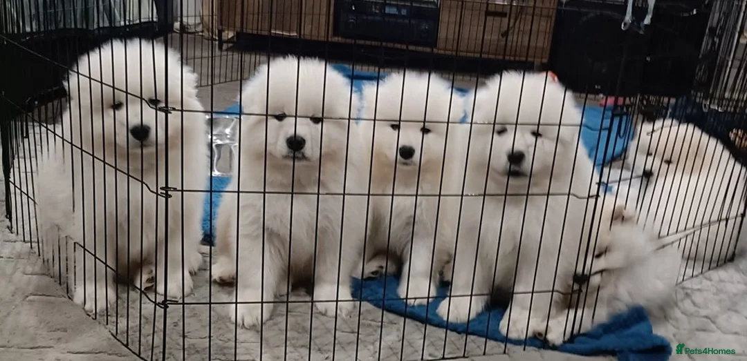 Samoyed dogs for sale: cbcxvcvz Healthy top Samoyed pups to go in Halesowen - Advert 2