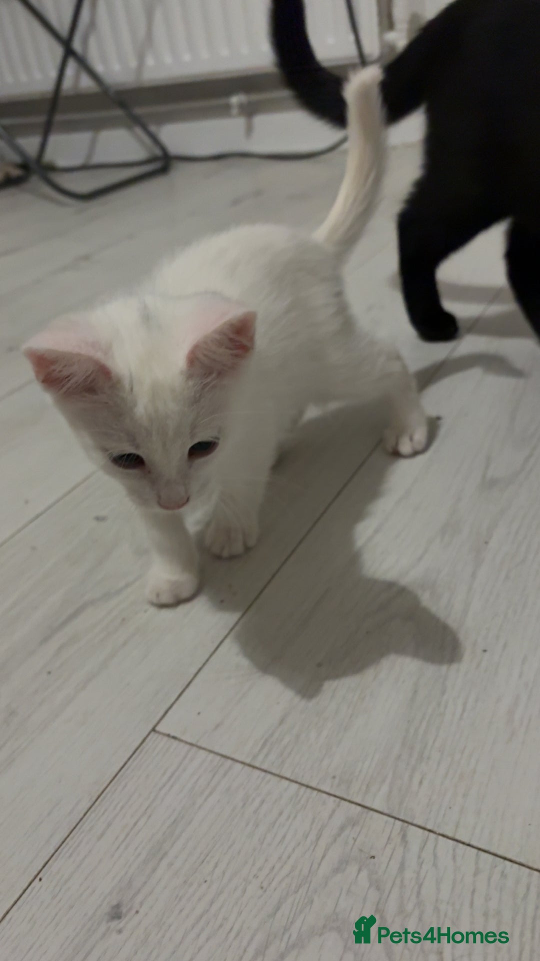 Mixed Breed cats for sale: 2 white kittens  - Image 3