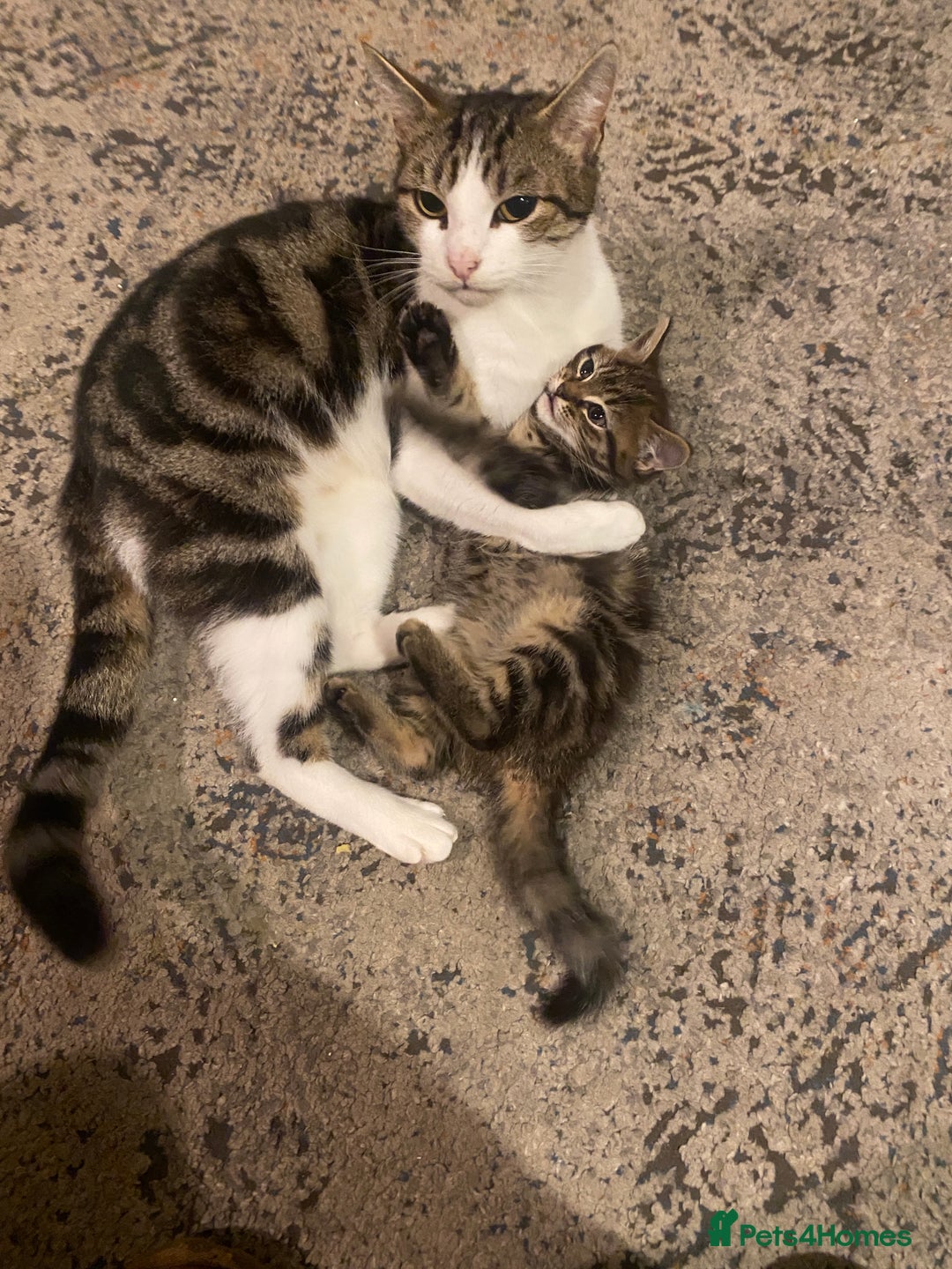 Mixed Breed cats for sale: 3 kittens available Portsmouth - Advert 6