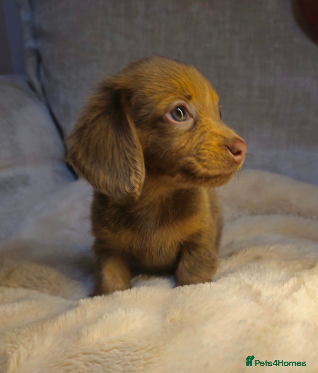 Miniature Dachshund dogs for sale: REDUCED READY NOW!!! - Advert 2