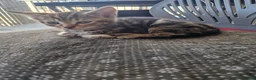 Mixed Breed cats for sale: Kittens looking for their forever home in London - Advert 18