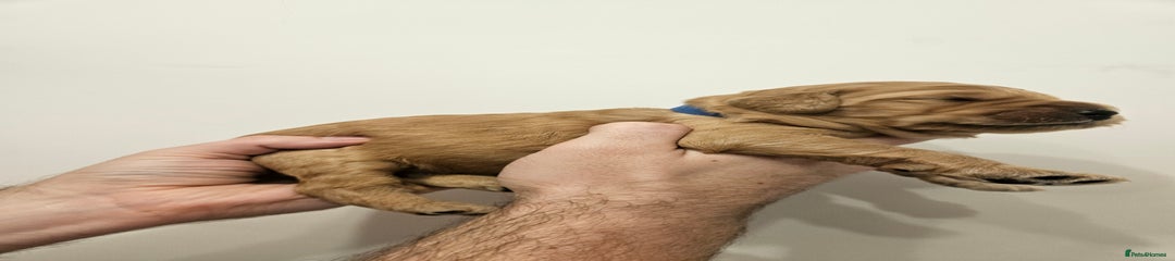 Goldendoodle Puppy 4