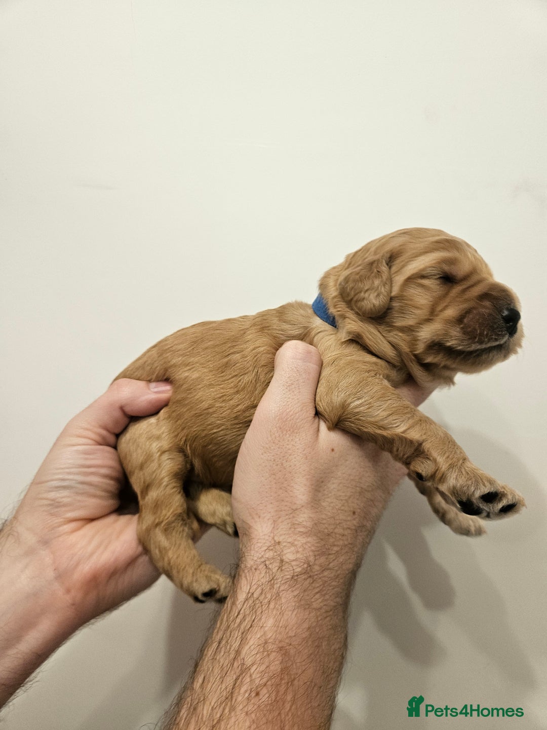 Goldendoodle dogs for sale: Goldendoodle Puppies - Advert 5