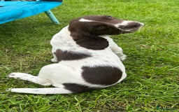 English Springer Spaniel dogs for sale: READY TO GO - KC Reg, Docked, Springer Puppies - Image 5