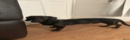 Mixed Breed dogs for sale: Dallas the cocker sausage cross  - Advert 13