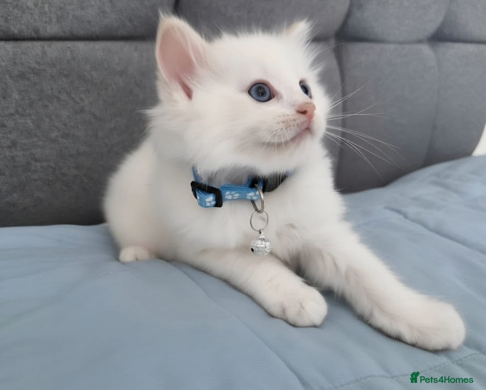 Ragdoll cats Beautiful Ragdoll kittens  - Advert 1