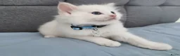 Ragdoll cats for sale: Beautiful Ragdoll kittens  - Advert 10