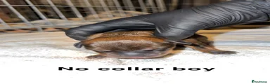 No Collar Girl 