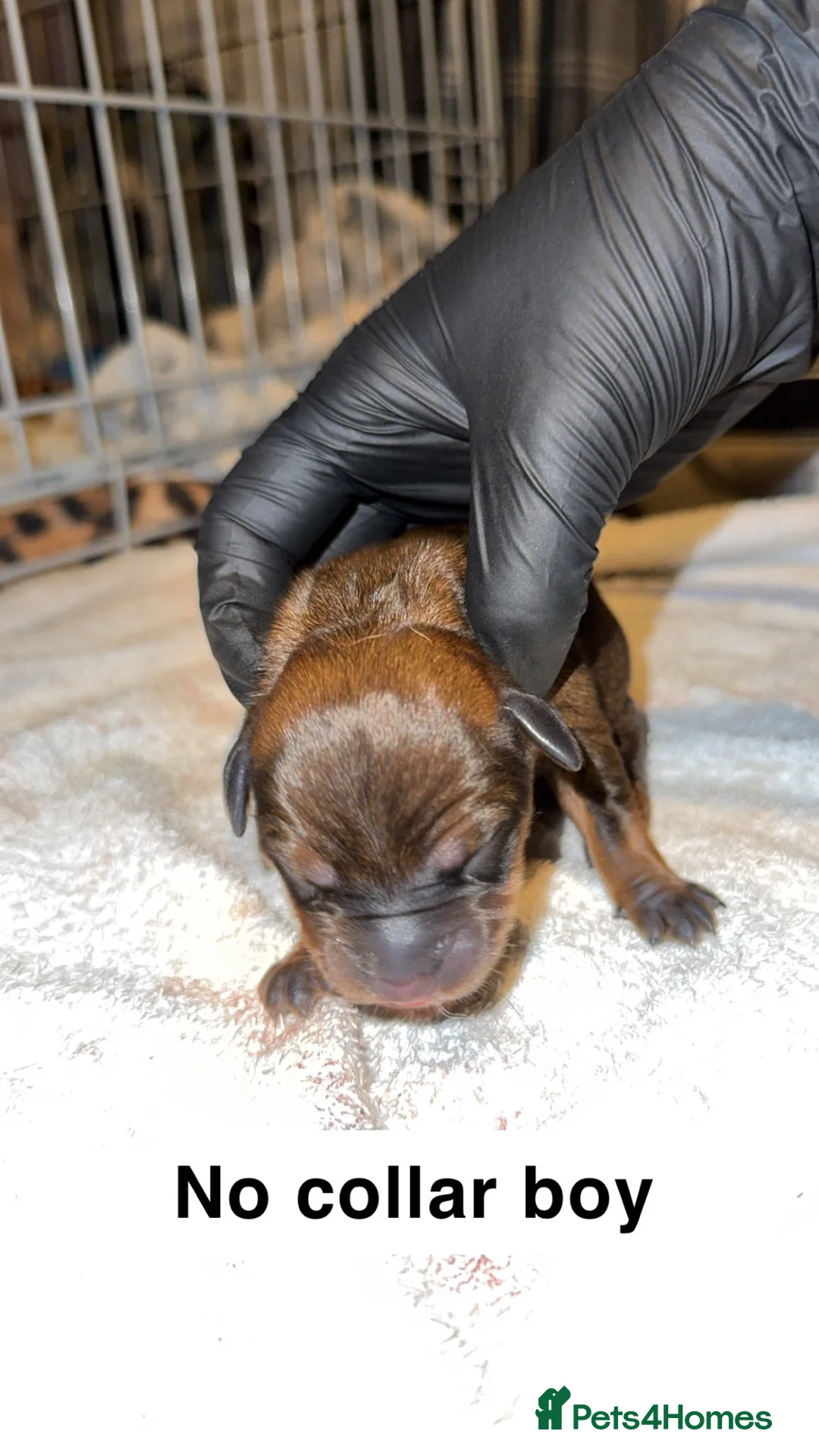 Mixed Breed dogs for sale: Rottweiler X German Shepherd X Staffy Puppies in Beauly - Advert 14