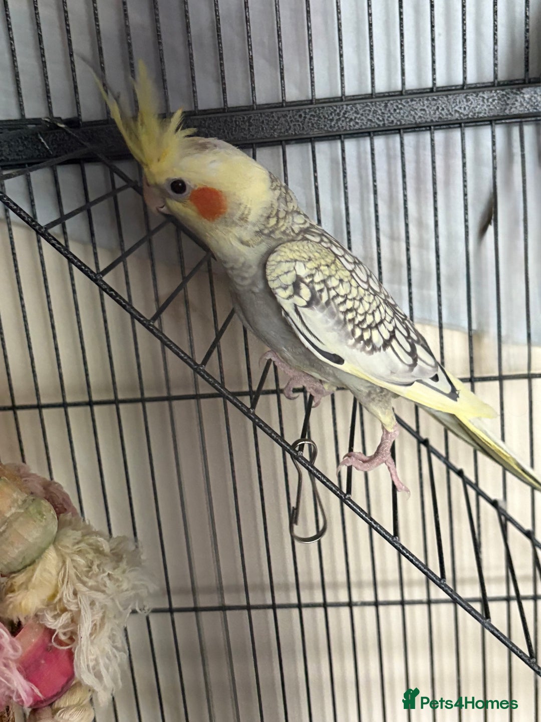 Cockatiels birds for sale: 4 month old male cockatiel  - Image 5