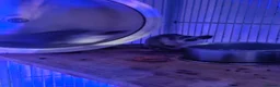 Sugar Glider rodents for sale: Male and female sugar glider 9 months old  in Crook - Advert 8