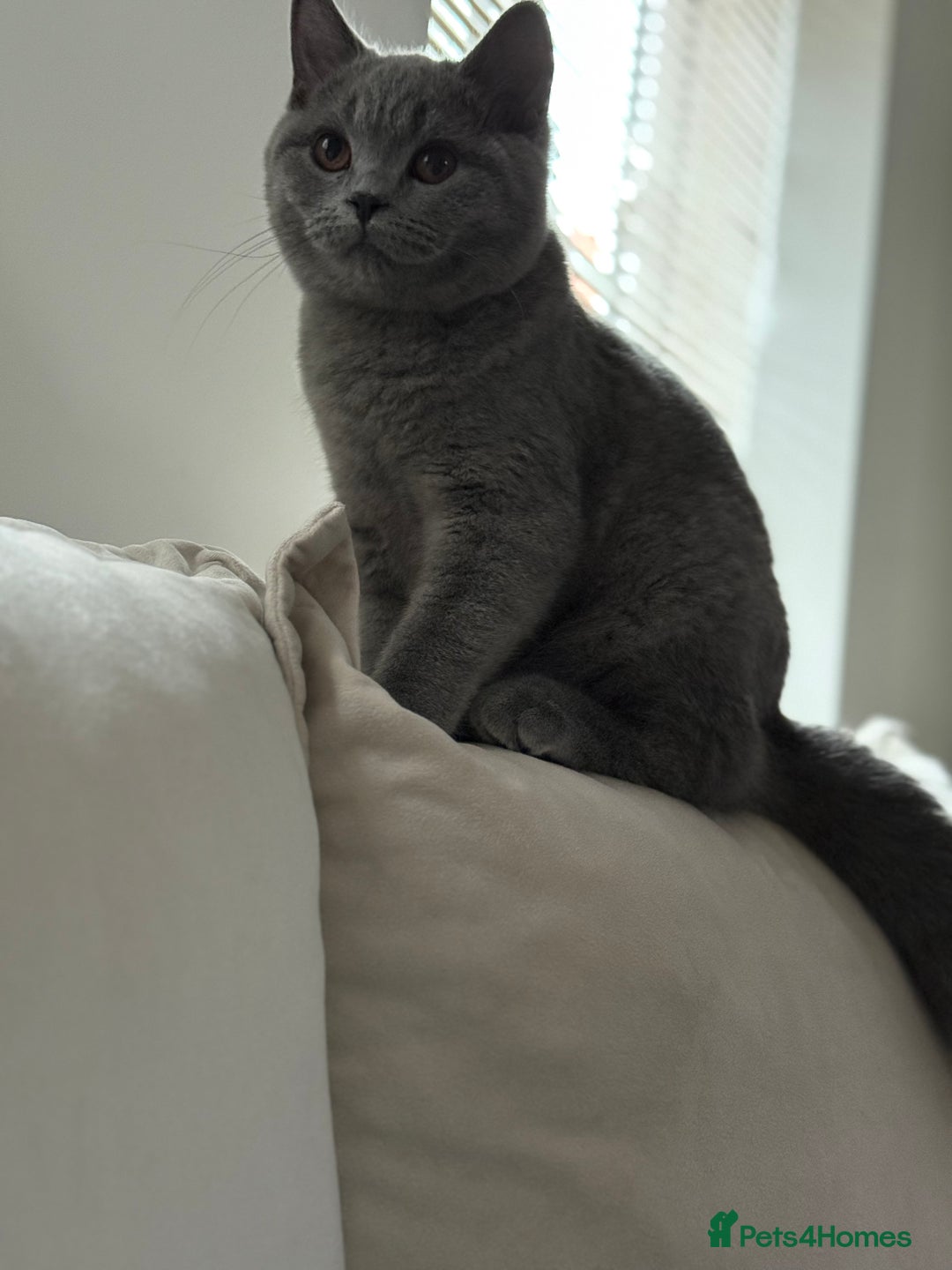 British Shorthair cats for sale: Champion Bloodline British Shorthair & Longhair - Image 4