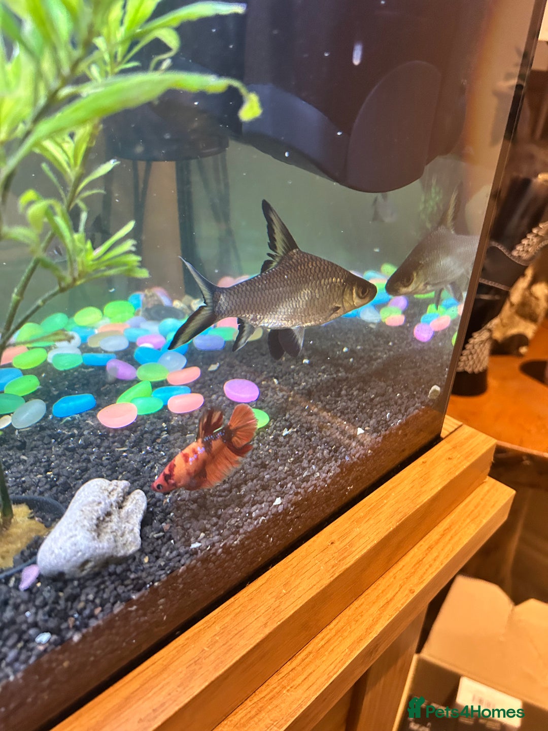 Sharks fish for sale: 3 x Large Bala sharks - Image 4