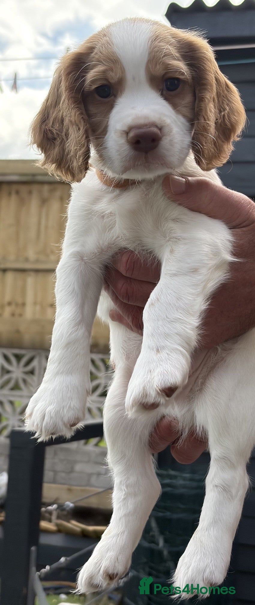 Cocker Spaniel dogs Red and Lemon & White Working Cocker Spaniels - Advert 1
