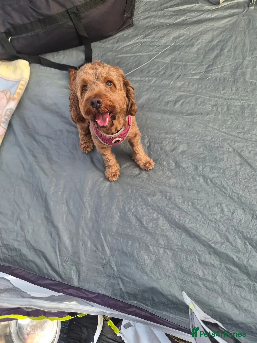Cockapoo dogs for sale: Last stunning male left - Advert 1