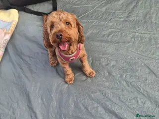 Cockapoo dogs Last stunning male left - Advert 8