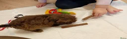 Shihpoo dogs for sale: shihpoo puppies unusual colours  in York - Advert 9