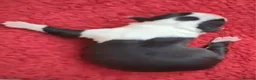 Boston Terrier dogs for sale: Boston Terrier Puppies - Advert 3