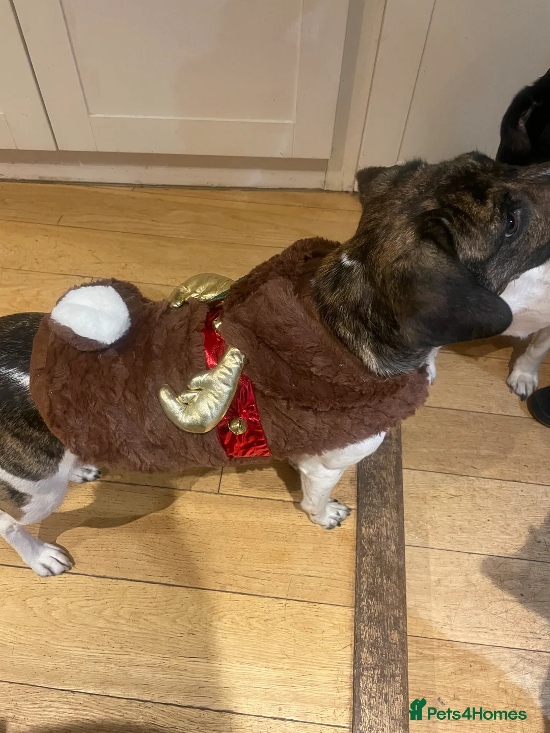 Mixed Breed dogs for sale: Pip/pippers - Advert 7