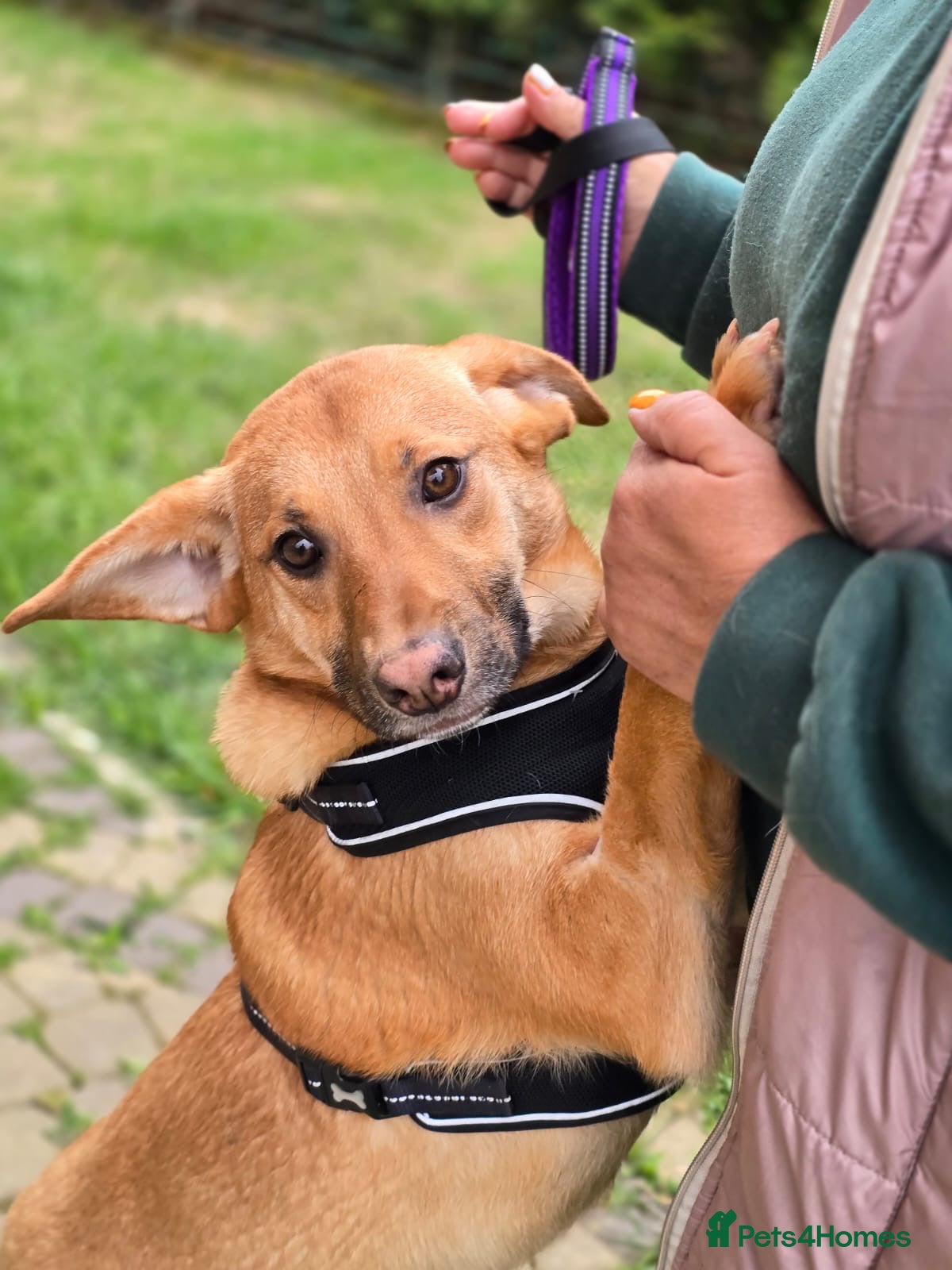 Mixed Breed dogs 💙🐶 YARKO - Advert 19