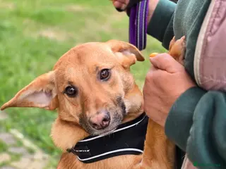 Mixed Breed dogs ๐๐ถ YARKO - Advert 19