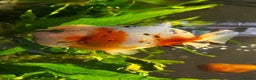 Fancy Goldfish fish for sale: Two lovely little male Ranchu fancy goldfish - Advert 6