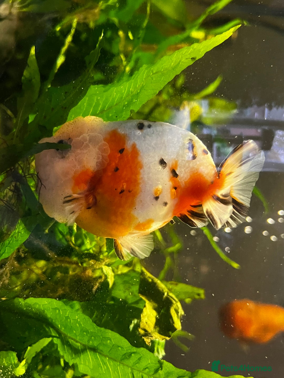 Fancy Goldfish fish for sale: Two lovely little male Ranchu fancy goldfish - Advert 6