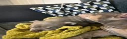 American Bully dogs for sale: Micro  Exotic  bullies - Advert 4
