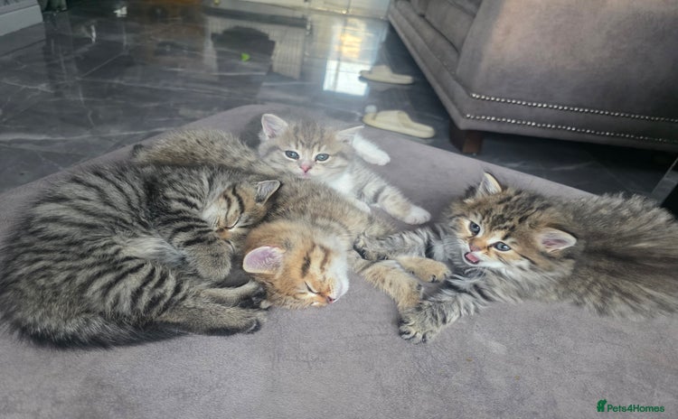 British Shorthair cats - Advert 4