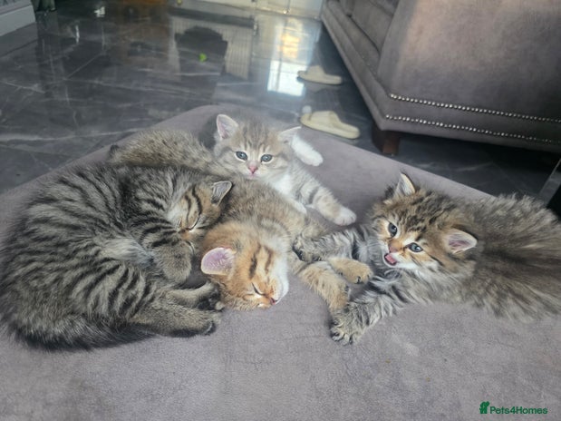 British Shorthair cats - Advert 4